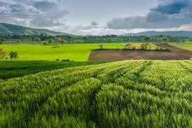 Terreni agricoli in vendita