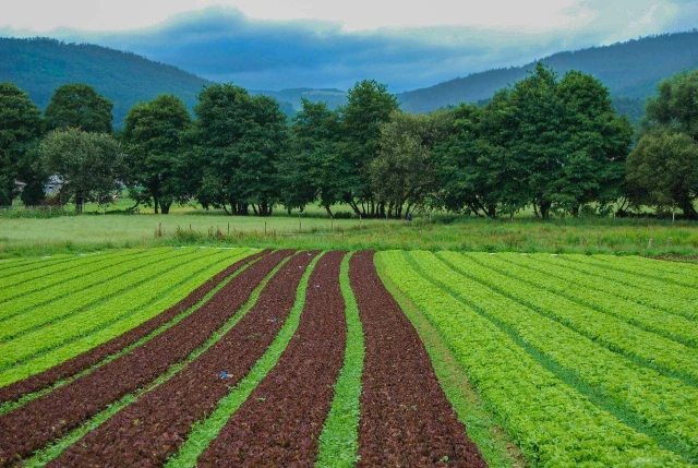 Terreni e fabbricati agricoli in vendita