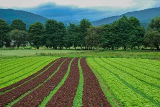 Foto 1 di 4: Terreni e fabbricati agricoli in vendita