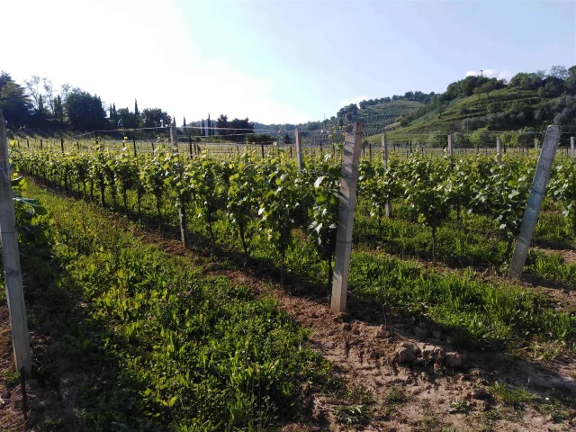 Vigneto docg all'interno del perimetro dell'area del Moscato