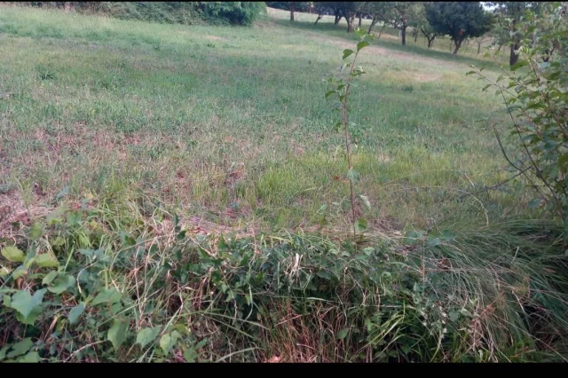 Ampio appezzamento agricolo in vendita (catastalmente vigneto)