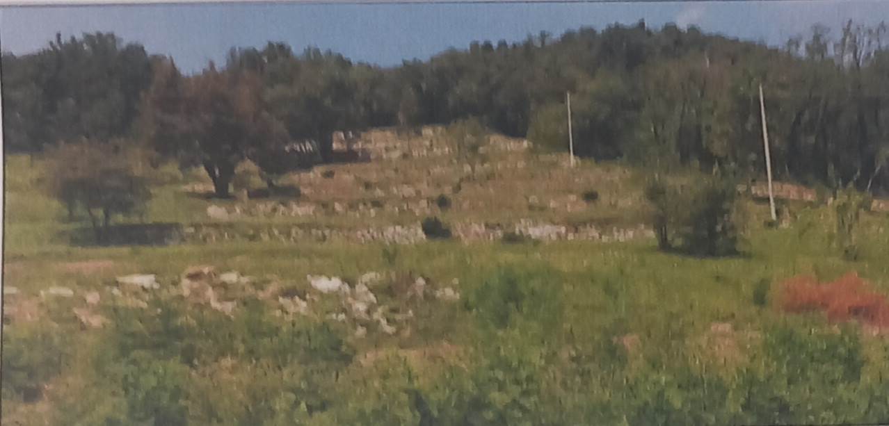 Terreno agricolo (catastalmente vigneto) in vendita