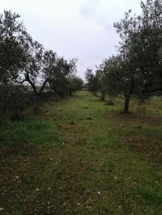 Foto 1 di 7: Vendesi oliveto con rustico
