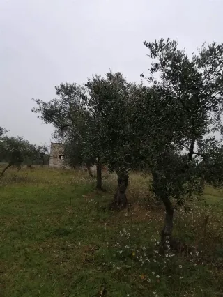 Foto 2 di 7: Vendesi oliveto con rustico