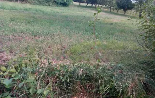 Foto 2 di 3: Terreno agricolo (varie colture catastali) in vendita