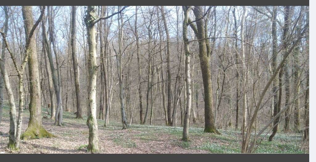 Bosco ( qualità castagneto da frutto) in vendita