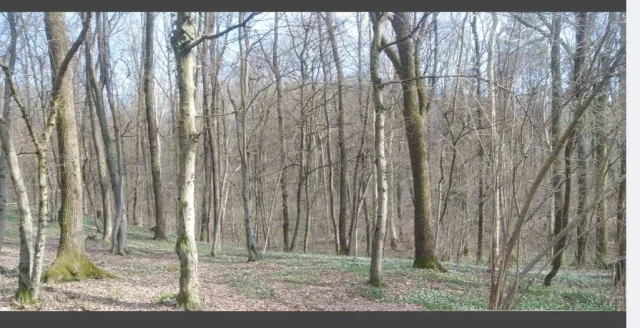 Bosco ( qualità castagneto da frutto) in vendita